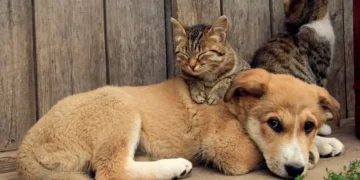 Іспанія офіційно визнала, що домашні пси та коти — це сім’я, а не майно