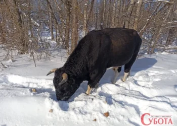 Дикі бики Чорнобиля пережили зиму: що відомо про стан стада в зоні відчуження