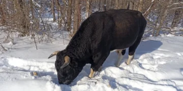 Дикі бики Чорнобиля пережили зиму: що відомо про стан стада в зоні відчуження