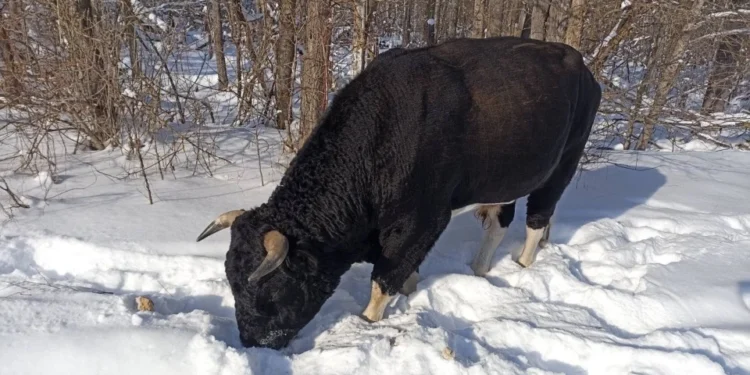 Дикі бики Чорнобиля пережили зиму: що відомо про стан стада в зоні відчуження