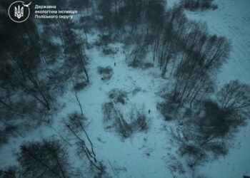 Масштабна розправа над лісом: на Житомирщині за один раз знищили понад 300 дерев, завдавши збитків на мільйони