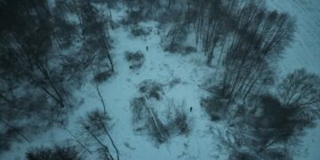 Масштабна розправа над лісом: на Житомирщині за один раз знищили понад 300 дерев, завдавши збитків на мільйони