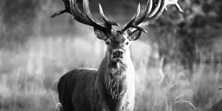 Зоокілерство буде впроваджено в Кримінальний кодекс як окремий вид злочинів