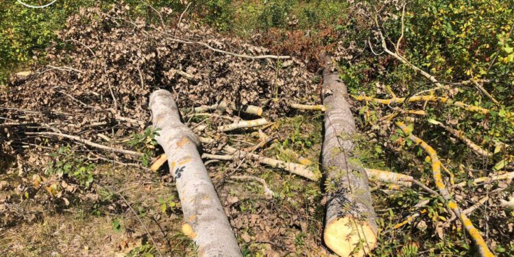 Інспекція звернулася до суду щодо стягнення майже 1,9 млн грн збитків за незаконну порубку лісу в Хорошівській громаді на Житомирщині