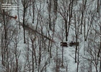 Незаконну порубку дерев на Житомирщині виявлено за допомогою дрона: порушника притягнуто до відповідальності