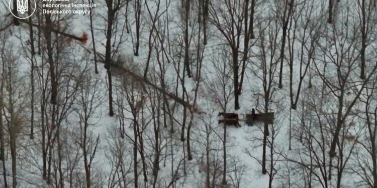 Незаконну порубку дерев на Житомирщині виявлено за допомогою дрона: порушника притягнуто до відповідальності
