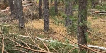 Володимирецька громада на Рівненщині має відшкодувати понад 13,5 млн грн за незаконну вирубку лісу на її території