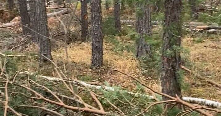 Володимирецька громада на Рівненщині має відшкодувати понад 13,5 млн грн за незаконну вирубку лісу на її території