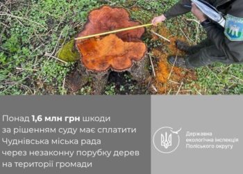 Суд зобов’язав Чуднівську міську раду відшкодувати понад 1,6 млн грн шкоди за незаконну порубку дерев на території громади