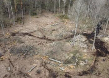 Масштабна вирубка на Буковині: Держекоінспекція Карпатського округу оцінила збитки у 6,1 мільйона гривень