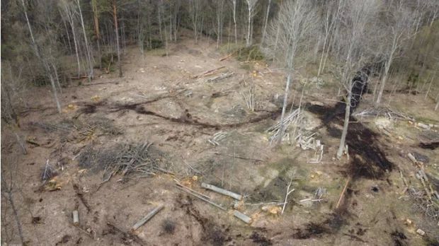 Масштабна вирубка на Буковині: Держекоінспекція Карпатського округу оцінила збитки у 6,1 мільйона гривень