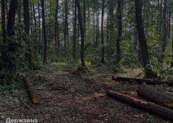 На території одного з лісогосподарських підприємств Волинської області виявлено незаконну порубку близько 450 дерев. Збитки становлять понад 5 млн гривень.