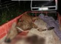 Незаконне добування червонокнижної тварини: на Чернігівщині задокументовано порушення природоохоронного законодавства