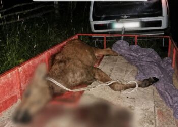 Незаконне добування червонокнижної тварини: на Чернігівщині задокументовано порушення природоохоронного законодавства