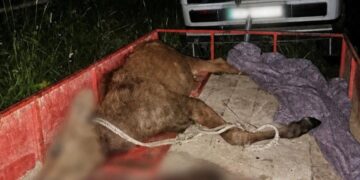 Незаконне добування червонокнижної тварини: на Чернігівщині задокументовано порушення природоохоронного законодавства