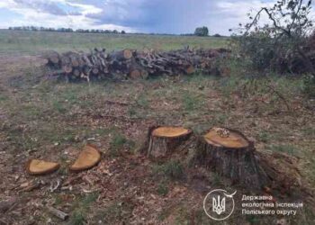 «Чорні лісоруби» знищили майже 200 дерев біля Михайлівки: розмір шкоди більше 3 мільйонів гривень
