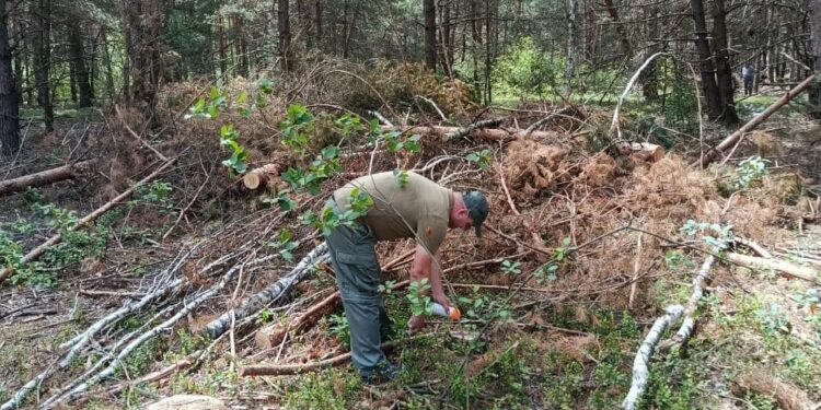 На Рівненщині ДЕІ Поліського округу виявила незаконну рубку 780 дерев, збитки перевищили 5,6 млн грн