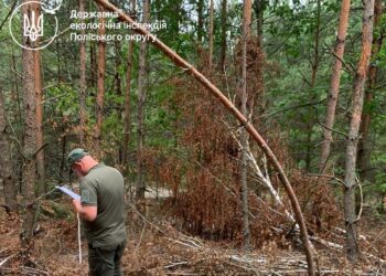 849 дерев знищено незаконною рубкою на Рівненщині: збитки для довкілля перевищили 2,7 мільйона гривень